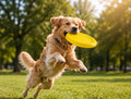 Interactive Dog Flying Disc Toy